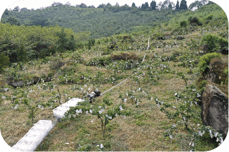 彭州葛仙山梨园